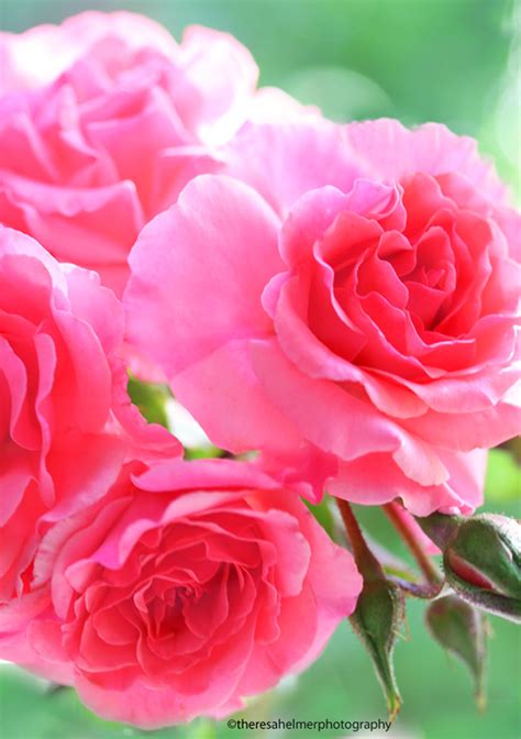 My Fair Lady. A Pink Garden Rose by theresahelmer on DeviantArt