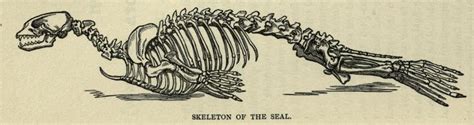 Sea Lion Skeleton vs Seal Skeleton The Handy... - Biomedical Ephemera, or: A Frog for Your Boils