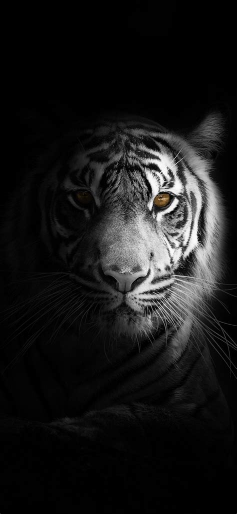 White Tiger Iphone Background