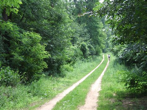 File:Sóstó forest path.jpg - Wikimedia Commons