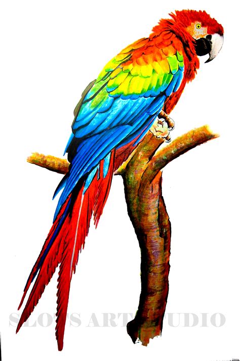 Parrot Images Drawing at GetDrawings | Free download