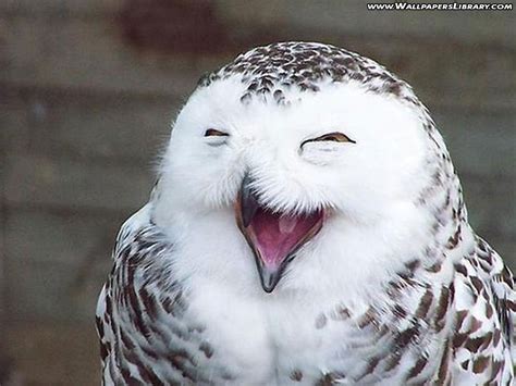 🔥 Free download Funny owl wallpaper desktop Funny Animal [1024x768] for ...