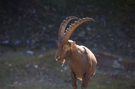 In Pictures: Wildlife in the Alps • Alpine Guru