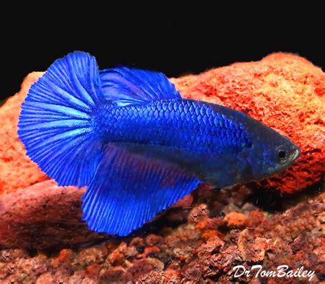 Premium FEMALE Blue Halfmoon Betta Fish