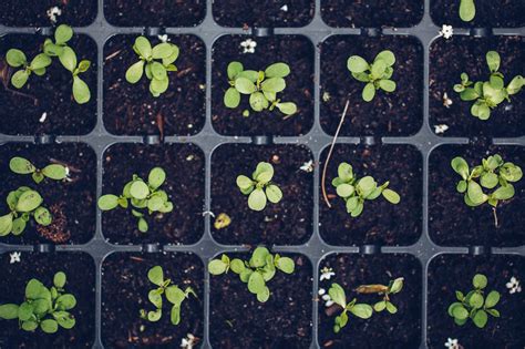 How to Grow Broccoli Sprouts - Plant Propagation