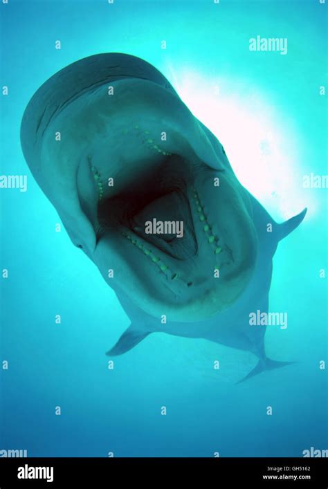 Blue Whale Mouth Stock Photos & Blue Whale Mouth Stock Images - Alamy