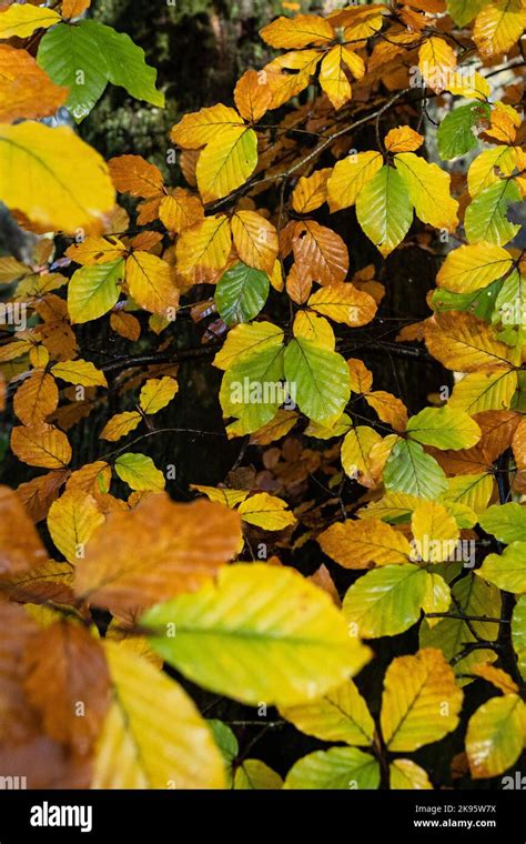 Beech tree leaves in autumn Stock Photo - Alamy