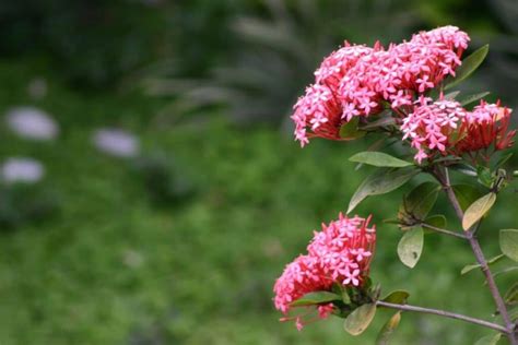 How To Grow and Care for Ixora (Ixora coccinea) | Florgeous