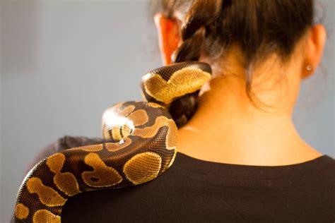 9 Simple Ways to Know how to Care for a Pet Snake - MegaMascotas