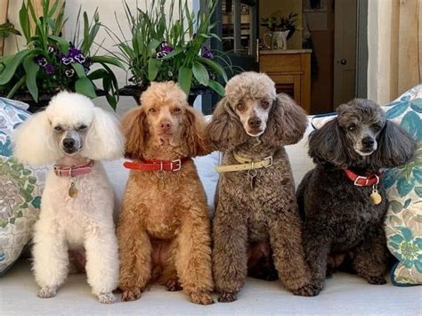 Different Poodle Colors: Which is the Best?