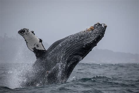 March 13 - Humpback Whale BREACHING bonanza! – Discovery Whale Watch