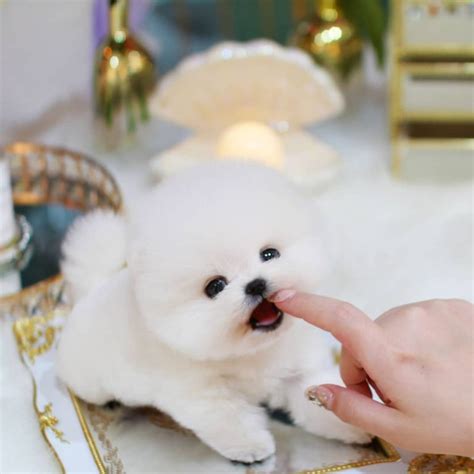 Mallow - Male Teacup Pomeranian | Mini Teacup Puppies