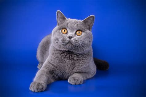 British Shorthair Cat Traits & Facts | Great Pet Care