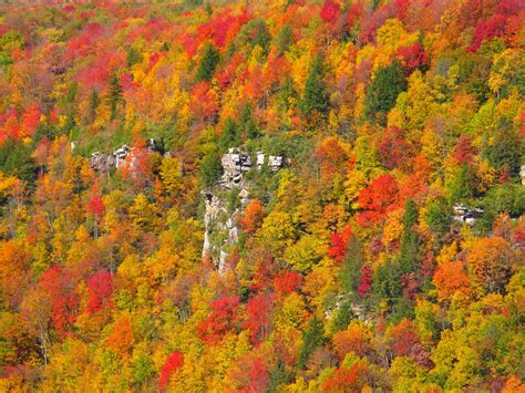 File:Cliff-fall-colors-blackwater-canyon - West Virginia - ForestWander.jpg