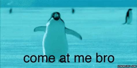 Fight Me Come At Me Bro GIF - Fight Me Come At Me Bro Penguins - Discover & Share GIFs