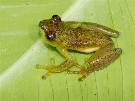 Pictures: See-Through Frog, Other "Lost" Species Found