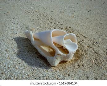 758 Broken Conch Shell Royalty-Free Images, Stock Photos & Pictures | Shutterstock