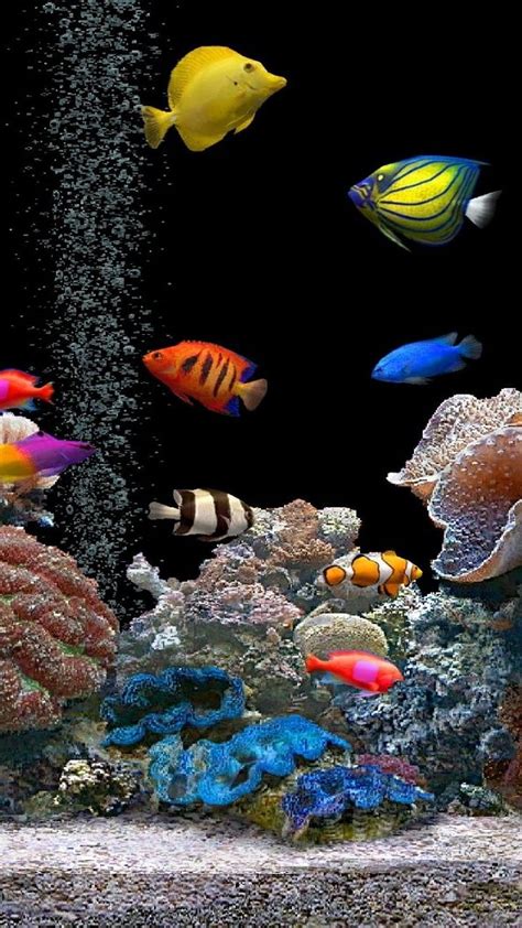 6 3D Live, live fish HD phone wallpaper | Pxfuel