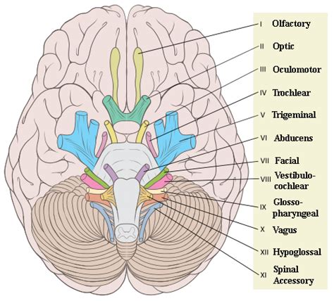 sobrina virtud Shuraba cranial nerves anatomy Artefacto sección Zanahoria