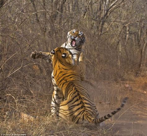 Tiger savages male who stole dinner | Daily Mail Online