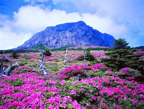 7 Top Attractions in Jeju Island—South Korea, You Must Visit!