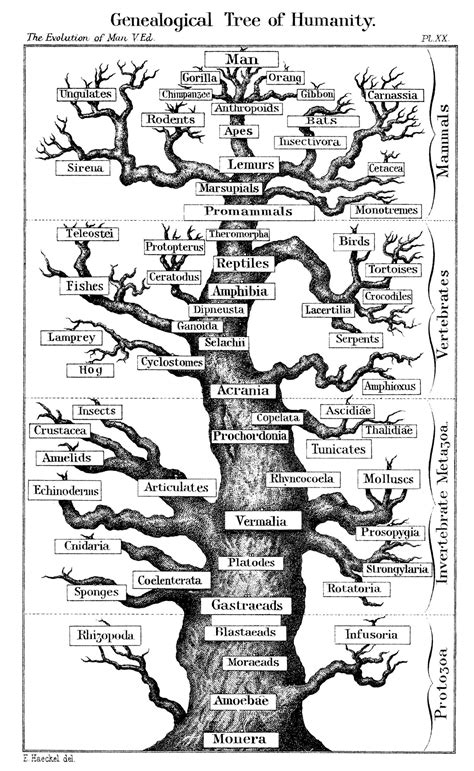 The Tree of Life: We are related to every living thing! | Human evolution tree, Human evolution ...