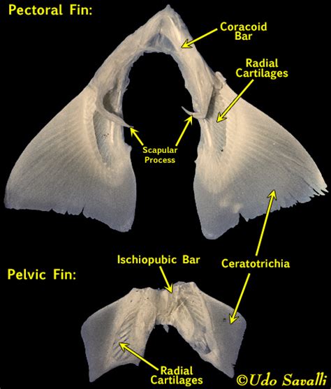 BIO370-Shark Skeleton