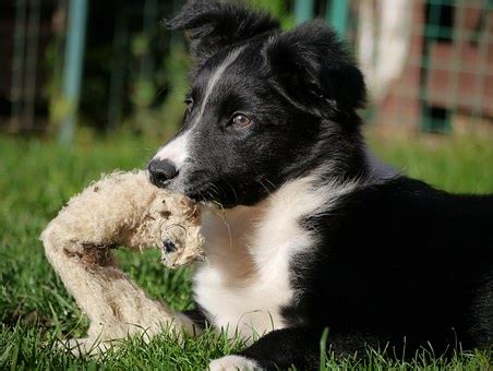 Training a Border Collie | Canna-Pet®