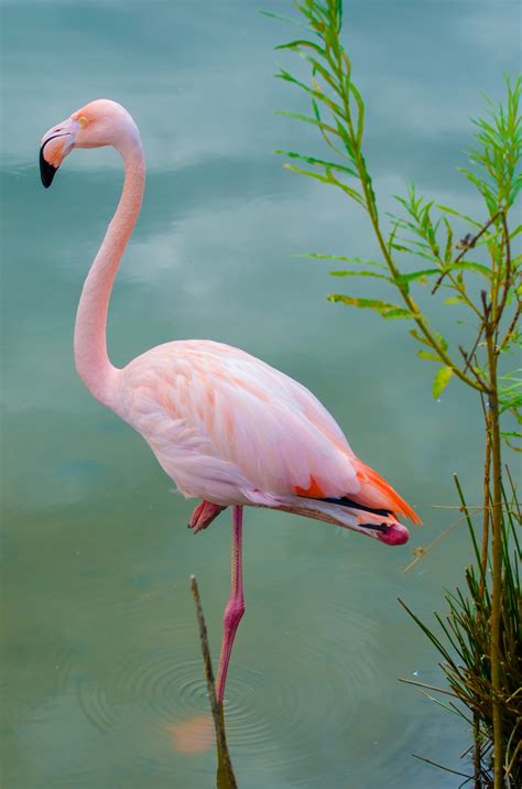 Pink Flamingo Free Stock Photo - Public Domain Pictures