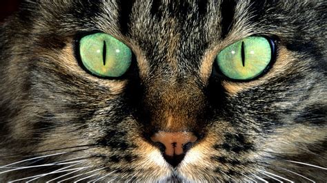 nature, Animals, Cat, Green Eyes, Closeup, Hair, Fur Wallpapers HD ...