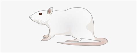 201109 Rat - Cartoon Rat Png - Free Transparent PNG Download - PNGkey