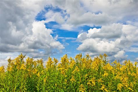 Giant Goldenrod Field Clouds Sky Stock Photos - Free & Royalty-Free Stock Photos from Dreamstime