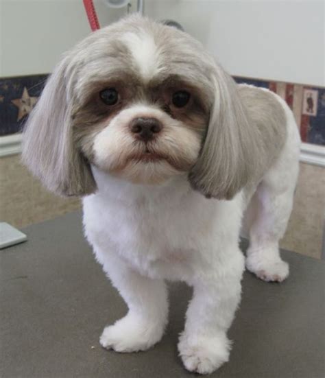 Shih Tzu Haircuts Short - Shih Tzu Haircut Short 2024