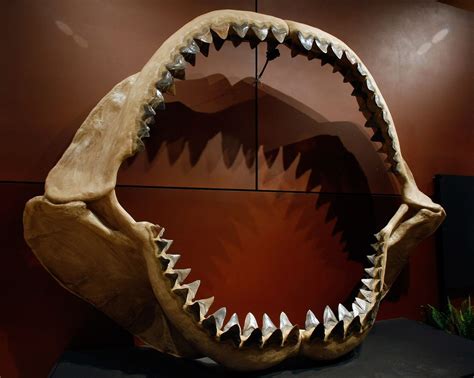 What Newfound Fossils Say About Prehistoric 'Mega-Shark' | Megalodon, Mega shark, Fossils