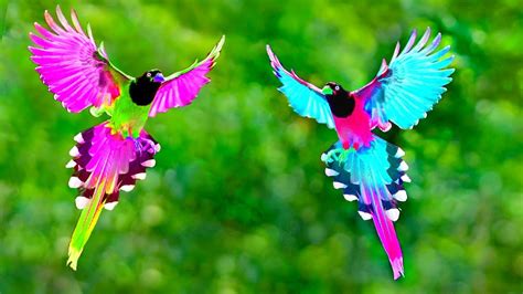 সবথেকে সুন্দর ৫টি ঈশ্বরের পাখি | 5 Most Beautiful Unique Exotic Birds ...