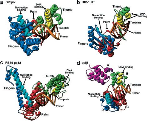 Anatomy Of A Polymerase How Function And Structure Are Related Neb | The Best Porn Website