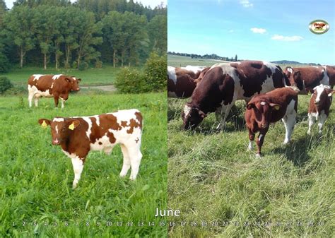 Official breed representation of Maine-Anjou cattle in Germany › Maine ...