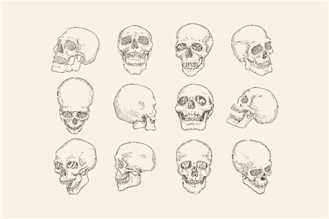 Human Skull Anatomy Drawing