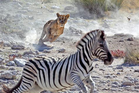 Male Lion Hunting Zebra