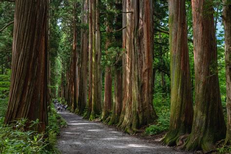 5 Simple Tips For Trimming A Cedar Tree - Tree Journey