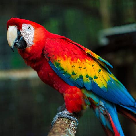 Red Bank Village's Scarlet Macaw Tour - CC+L Travels