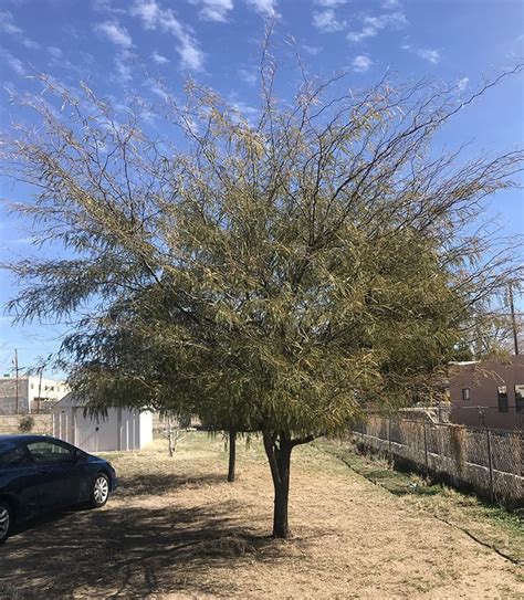 Chilean Mesquite Tree - Guzman's Garden Centers