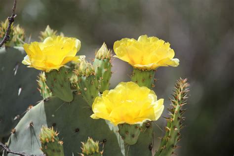 The Azure Gate: Prickly Pear Cactus Flowers - They're Everwhere