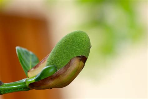 Jackfruit flower | The small flower of a huge, delicious FRU… | Flickr