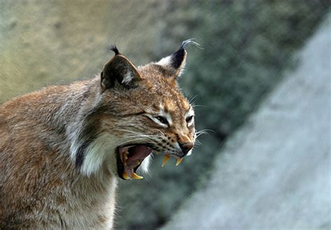 Could Indiana Have A Bobcat Hunting Season Next Year?