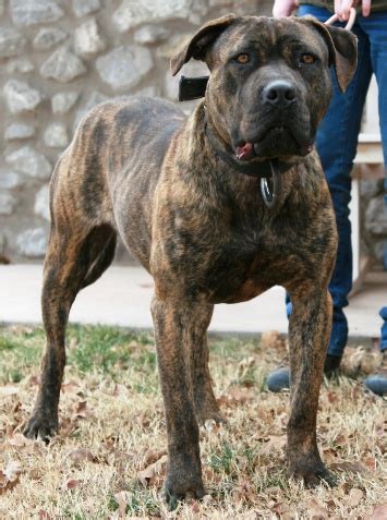 American Bandogge Mastiff ( Bulldog Mastiff Cross) Info, Temperament, Puppies, Pictures