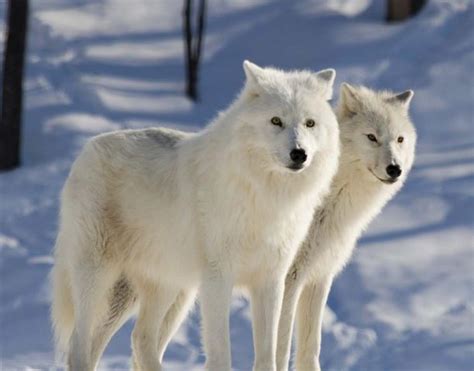 Arctic Wolf Facts | Arctic Wolf Diet & Habitat