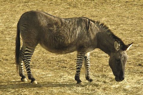 "The ZeDonk at Colchester Zoo" [A zebroid with a horse for a father and ...