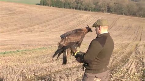 Falcon Images: Falconry Hunting Golden Eagle