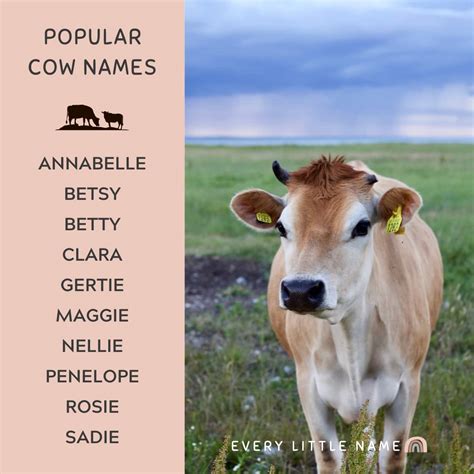 200+ Best Cow Names (Cute, Funny, and Moo-gnificent!) - Every Little Name